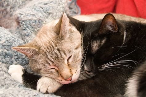 They are energetic and playful, but would not hesitate to snuggle up with their owners for some cuddling