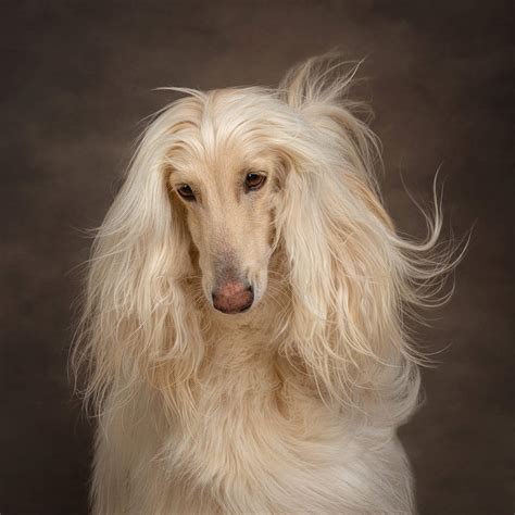  They are fairly rare, as Afghan hounds are not terribly numerous