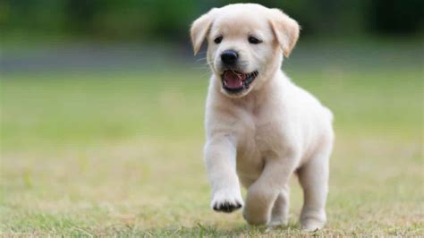  They are generally very careful and calm natured as adults however they do have some puppy-fun energy thru the puppyhood stages and thru 3 years of age
