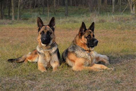  They are great family dogs and also make excellent guard dogs due to their protective nature