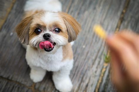  They are low to no shedding and tend to be allergy friendly