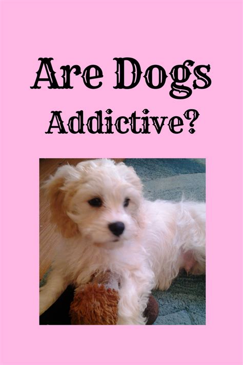  They are not addictive or psychoactive, so your dog won