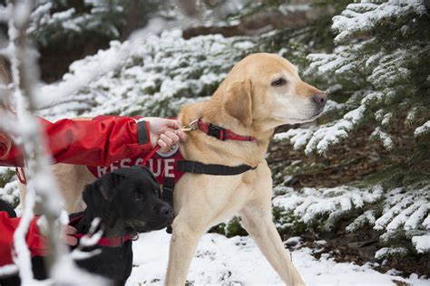  They are often used as working dogs, such as therapy dogs and search and rescue dogs