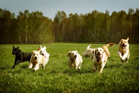  They are one of the dog breeds that make good running partners