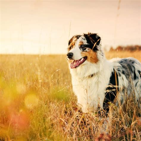  They are one of the sturdy dog breeds for outdoor adventures and tend to enjoy a variety of activities