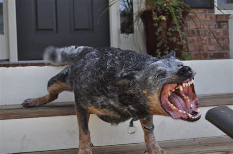  They can be terrifying for both dogs and their humans … and they can cause anxiety