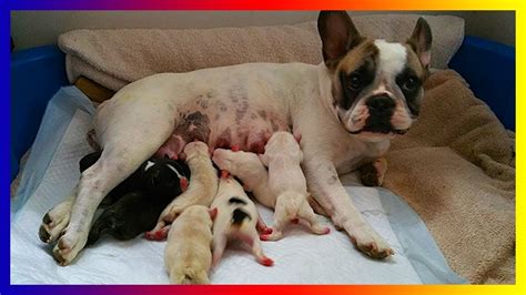  They can tell if the mother Bulldog has given birth to all puppies