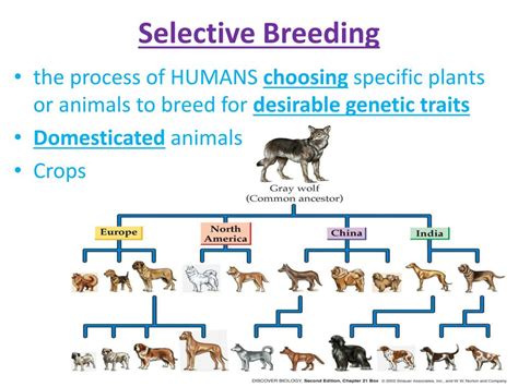  They claim this due to better control over breeding, and therefore on the selection of genetic traits
