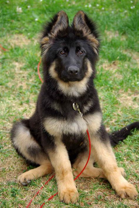  They claim to be the number breeder and seller of superior European German Shepherd dogs and they are located at the heart of New York in a town called Canisteo