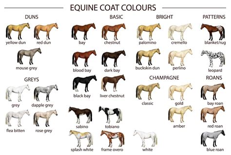  They come in a wide variety of colors and coats, including all white—which is relatively rare