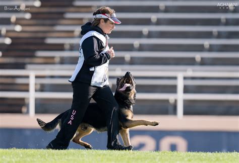  They compete in sports such as Schutzhund, Iron dog competitions, dog obedience, and more