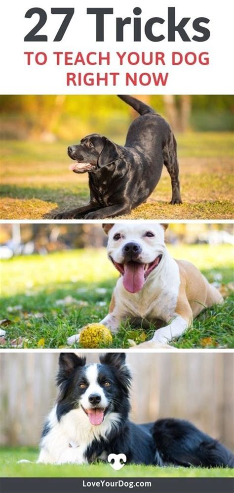  They concentrate on socialization, fitness, and demeanors since these are the three most important aspects of a good dog