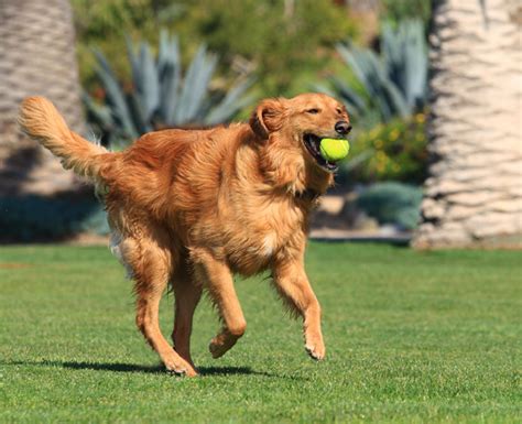  They enjoy dog games like fetching and tugs of war as well as activities like swimming, roaming freely, and chasing their furry friends at dog parks
