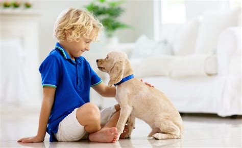  They enjoy proper socialization by ensuring that the puppies interact with people and other pets every day