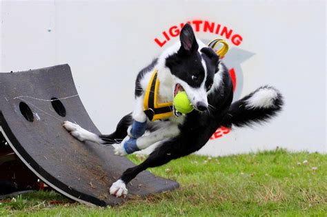  They enjoy sports like flyball and agility exercises