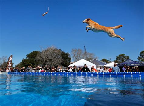  They excel at a variety of dog sports, such as agility, competition obedience, disc dog or dock diving