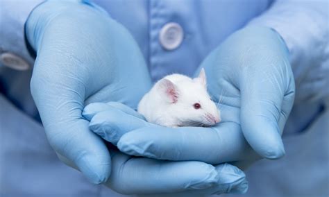  They found: Mice given CBD were less likely to attack the new mouse