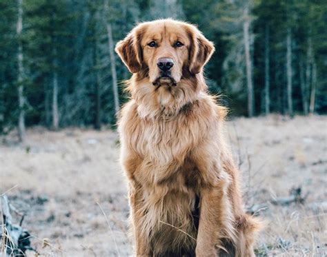  They have silky, long golden coats, which need regular grooming to keep them nice and smooth