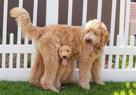  They likely found their place when breeders discovered that non-doodle hybrids had desirable traits as well as the Labradoodles and Golden Doodles of the world