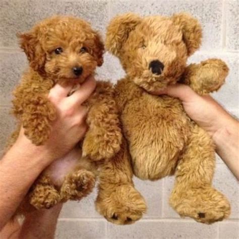  They look like teddy bears and are easy to train