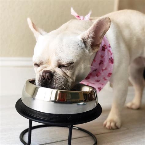  They love how it tastes and will lick their bowl clean for sure! As French Bulldogs continue to capture the hearts of dog lovers worldwide, it becomes increasingly essential to prioritize their health and well-being