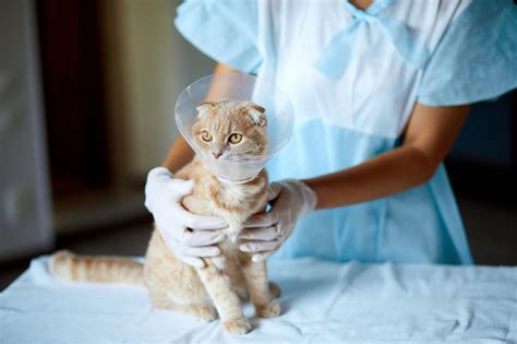  They mainly offer spay and neuter surgeries at reduced costs, but they can also provide basic care