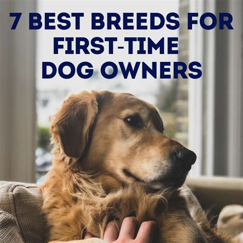  They make a perfect choice for a family dog or for first-time dog owners that want a playful dog without extreme exercise and high-maintenance care needs
