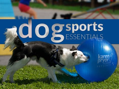  They make great therapy dogs and excel in sports, such as agility and obedience
