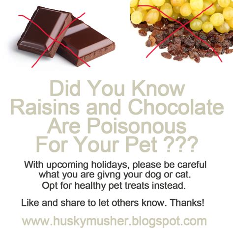  They may also have certain additives such as chocolate, raisins, and Xylitol, which may be toxic to dogs