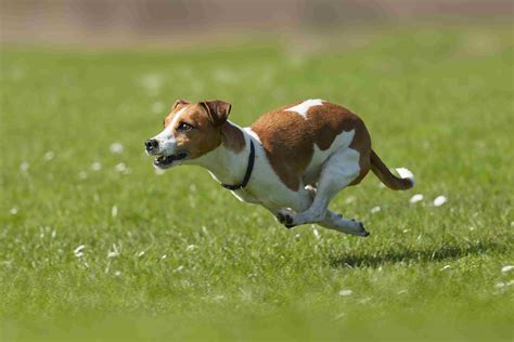  They may be moderate energy dogs or highly energetic canines