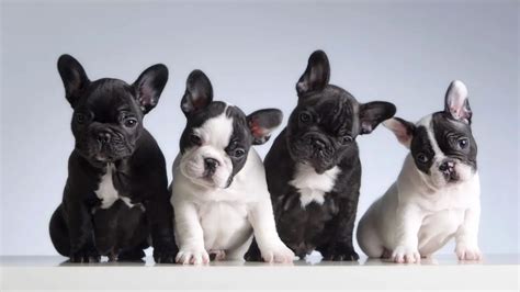  They may be small, but the average French Bulldog Mississippi has plenty of character! These dogs are fun-loving and cuddly too, getting on great with people of all ages and enjoying a range of