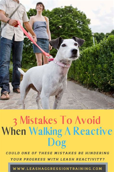  They may display nervous or reactive behavior, making outings stressful for both the dog and the owner