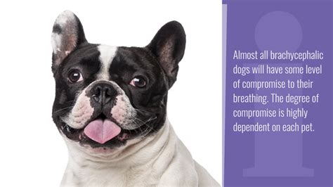  They may have breathing issues As adorable as those smooshed faces are, the French Bulldog is a brachycephalic breed , meaning they have shorter snouts than other dogs