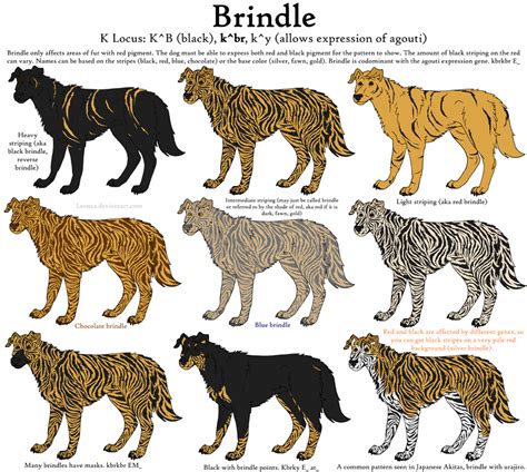  They may have patterns that include shades of black, red, brindle, brown, or fawn