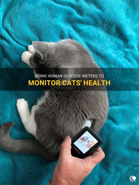 They may suggest monitoring your cat
