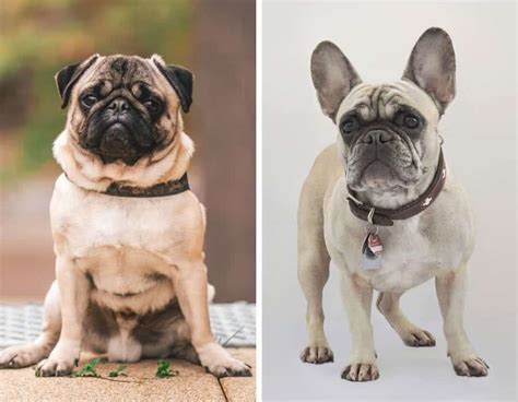  They might look similar however there are many differences between the French Bulldog and the pug dog breeds