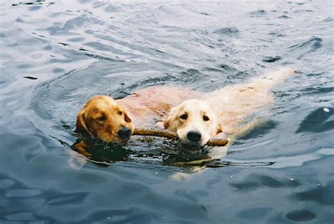  They need daily exercise, preferably in the form of retrieving and swimming