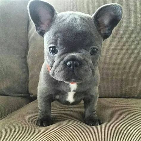  They offer various options regarding the type of French Bulldog puppy you want such as color or temperament and the gender s you wish to breed your puppy with