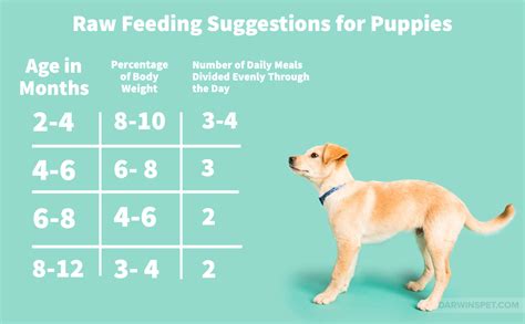  They only allow your pup to reach a certain amount of food at a time, which in turn helps them with digestion and avoiding bloating