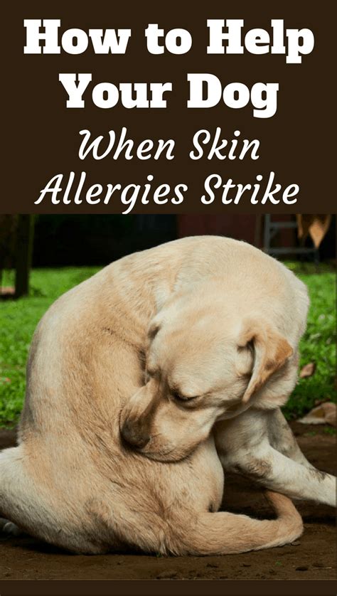  They reportedly work well for dogs with allergies, helping to ease itching and discomfort