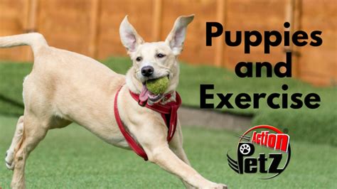  They should be getting less exercise as puppies, despite their apparent energy, as too much exercise can undermine their proper development
