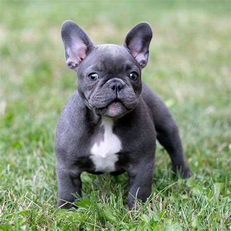  They should be knowledgeable about the specific needs and challenges associated with French Bulldog breeding