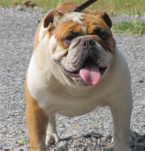  They should be protected from the extreme cold and heat, although they are not as susceptible as the AKC Bulldog