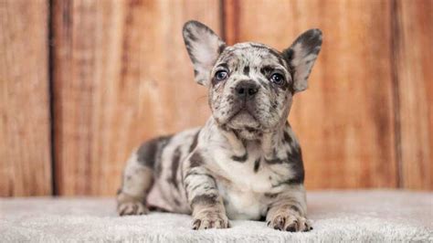  They specialize in the rarest colors of the French Bulldog and offer AKC registration so that you can be certain that your puppy comes with both health and structure