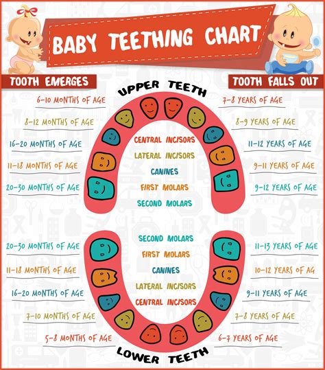  They start to teeth around 12 weeks of age, with the teething phase typically lasting up to 24 weeks