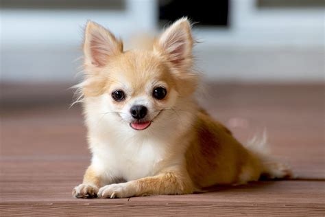  They tend to retain the Chihuahua-like facial features, including their signature perky ears, round heads, and thin lips