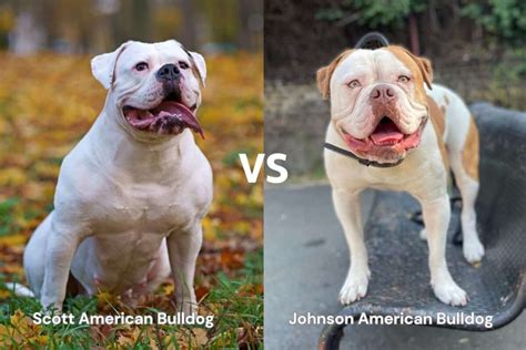  They usually come in two different types, the Scott and the Johnson American Bulldog