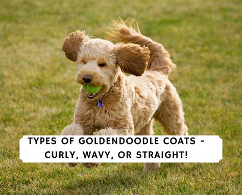  They usually have curly or at least wavy coats that tend to shed less and cause fewer problems for allergy sufferers