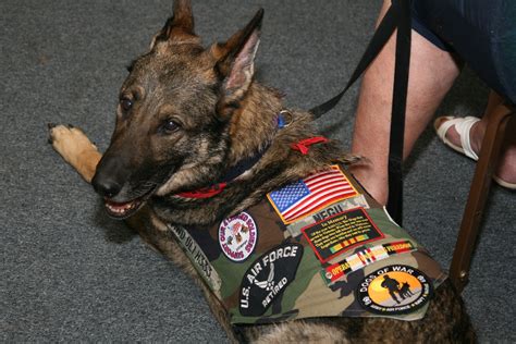  They were bred and trained as military dogs by the United States Army in the s