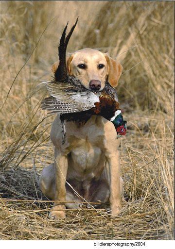  They were bred by wealthy landowners who wanted dogs to fetch waterfowl and other game on shoots